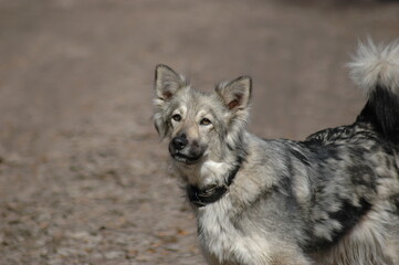 gray cute fluffy dog mongrel in a collar