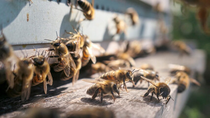 Intense activité de retour de  butinage à l'entrée de la ruche. Gardiennes et abeilles se préparant au décollage