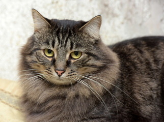 Obraz premium beautiful fluffy brown Russian cat