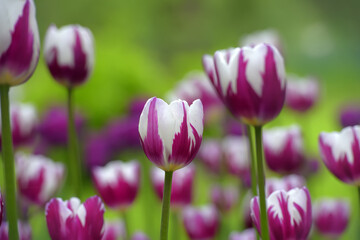 Obraz na płótnie Canvas white and purple tulips on the lawn