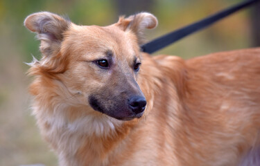 ginger mongrel dog at animal shelter