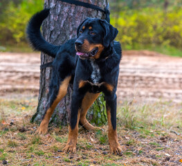 Fototapeta premium beautiful large brown dog mestizo rottweiler