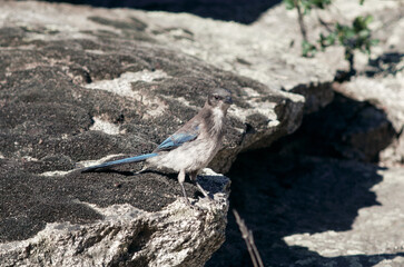 Scrub Jay, Struikgaai, Aphelocoma californica