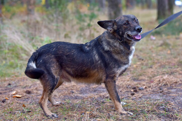 mongrel dog in the animal shelter waiting for the owners