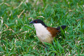 Senegalese Spoorkoekoek; Senegal Coucal; Centropus senegalensis