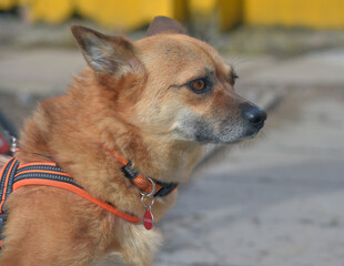 little ginger dog half-breed on a leash