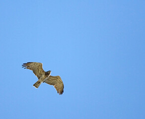 Short-toed Eagle, Slangenarend, Circaetus gallicus