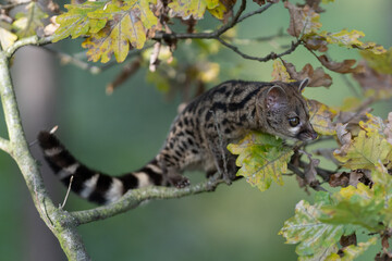 Large-spotted genet (Genetta tigrina) in natural habitat, South Africa
