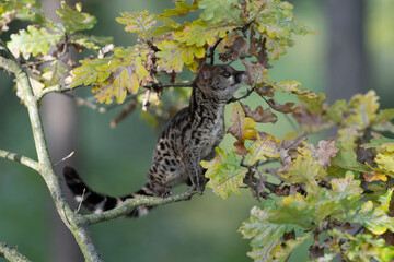 Large-spotted genet (Genetta tigrina) in natural habitat, South Africa