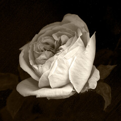 Vintage postcard with beautiful roses. Beautiful rose with buds. Black background. Vintage style....