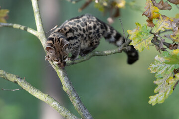 Large-spotted genet (Genetta tigrina) in natural habitat, South Africa