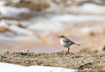 Vlakte-spekvreter, Sickle-winged Chat, Cercomela sinuata