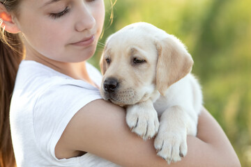 Little labrador puppy in the arms of a girl