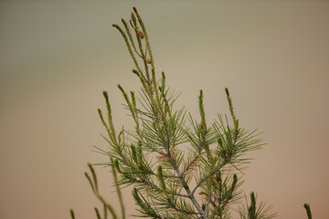 Portugiesisches Blumen, portugiesische Planzen, portugiesische Natur 