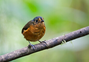 Grijskapdwergmierpitta, Slate-crowned Antpitta, Grallaricula nana
