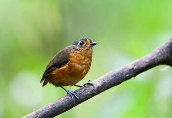 Grijskapdwergmierpitta, Slate-crowned Antpitta, Grallaricula nana