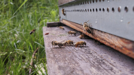 3 abeilles gardiennes sur le pied de guerre 