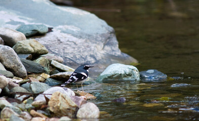 Grijsrugvorkstaart, Slaty-backed Forktail, Enicurus schistaceus
