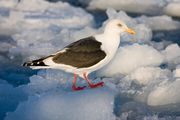 Fototapeta premium Kamtsjatkameeuw, Slaty-backed Gull, Larus schistisagus