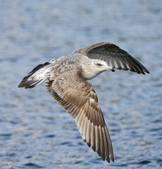 Kamtsjatkameeuw, Slaty-backed Gull, Larus schistisagus