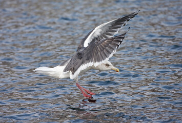 Kamtsjatkameeuw volwassen landend; Slaty-backed Gull, adult landing