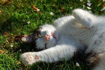 Kater Leopold