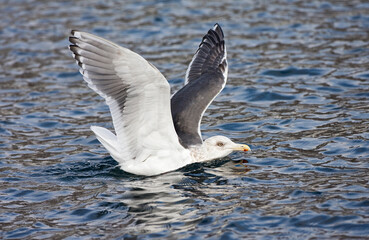 Kamtsjatkameeuw, Slaty-backed Gull, Larus schistisagus
