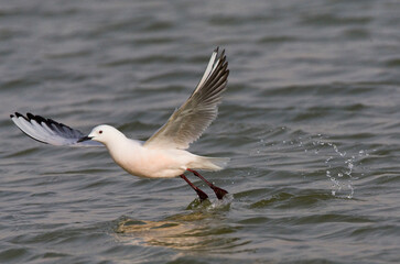 Dunbekmeeuw, Slender-billed Gull, Chroicocephalus genei