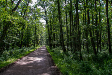 Hiking trail through the national park 