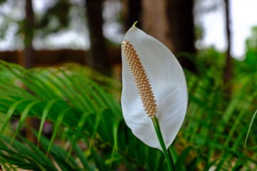 Beautiful blooming Peace Lily (Spathiphyllum cochlearispathum) in the garden.