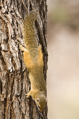 Smith's Bush Squirrel, Paraxerus cepapi