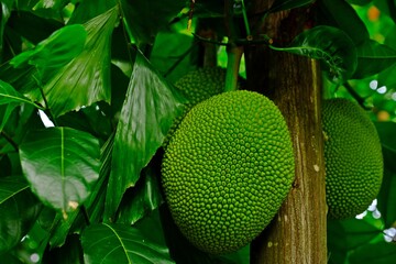 Organic green Jackfruit on tree in the garden.
