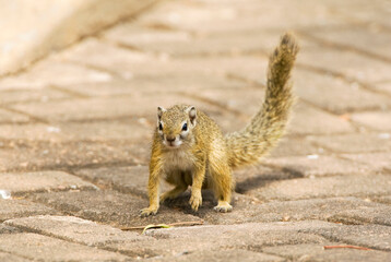 Smith's Bush Squirrel, Paraxerus cepapi