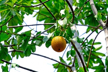 Organic Gac, Spiny Bitter Gourd, Cochinchin Gourd (Momorodica Cochinchinensis) in the garden.