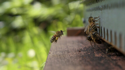 Abeille récoltant le pollen de retour à la ruche