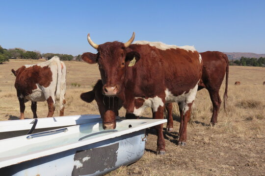 Closeup photograph of shiny brown horned cows drinking water from a white bath tub in the countryside with a winter's grassland landscape in the background under a blue sky