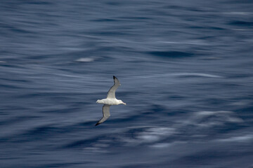 Snowy (Wandering) albatross, Grote Albatros, Diomedea (exulans) exulans