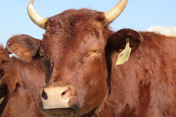 A closeup photo of a brown cow face with horns and a yellow ear tag, looking up while squinting its...