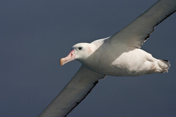 Grote Albatros, Snowy (Wandering) Albatross, Diomedea (exulans) exulans