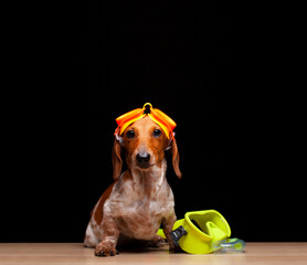image of dog dark background