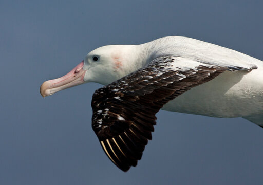 Grote Albatros, Snowy (Wandering) Albatross, Diomedea (exulans) exulans