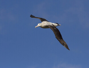 Grote Albatros, Snowy (Wandering) albatross, Diomedea (exulans) exulans