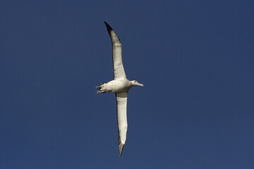 Snowy (Wandering) albatross, Grote Albatros, Diomedea (exulans) exulans