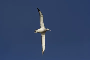 Foto op Aluminium Snowy (Wandering) albatross, Grote Albatros, Diomedea (exulans) exulans © AGAMI