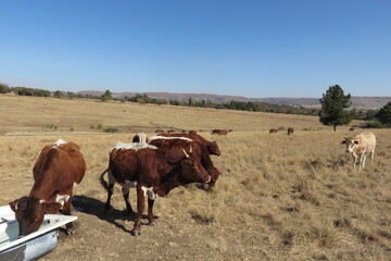 Fototapeta na wymiar A herd of cows grazing in a dry dull grassland and one is drinking water from a white bath tub in the grass field. Hilltops on the horizon under a clear blue sky in the winter in South Africa