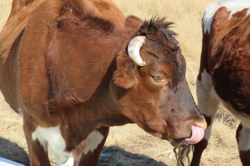 Closeup side view of a horned cow's face with its tongue out