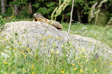 a marmot sitting on a rock