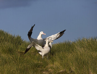 Snowy (Wandering) Albatross, Grote Albatros, Diomedea (exulans) exulans