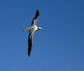 Snowy (Wandering) Albatross, Grote Albatros, Diomedea (exulans) exulans