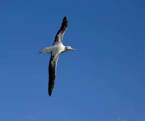 Foto op Aluminium Snowy (Wandering) Albatross, Grote Albatros, Diomedea (exulans) exulans © AGAMI